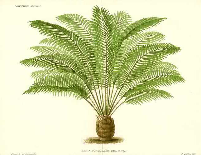 Cycads for Canada