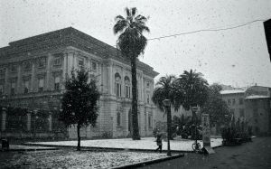 Palms in Snow